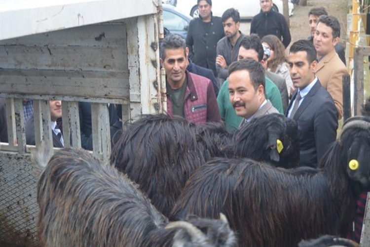 Genç Çiftçilere 148 Adet Keçi Dağıtımı Yapıldı