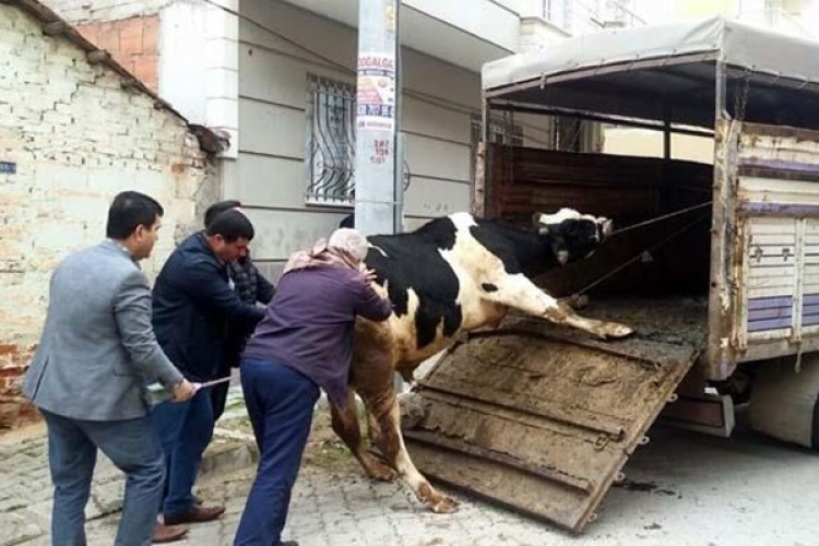 Evde Büyükbaş Hayvan Yetiştiriyordu! Ekipler Düğmeye Bastı