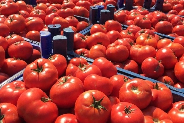 Sakarya’da domates hasadı yüz güldürdü