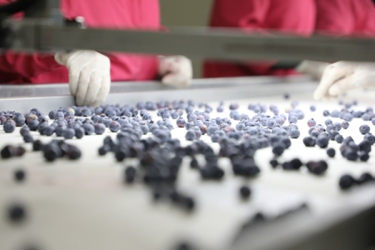 Antalya’dan Hong Kong’a Blueberry İhracatı Başladı