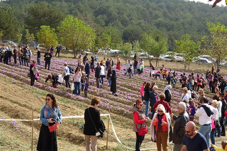 Safran Festivali'nde Katılımcılar Safran Hasadı Yaptı