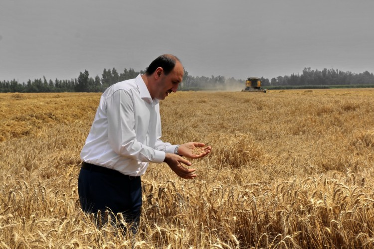 Adana’da buğday hasadı devam ediyor
