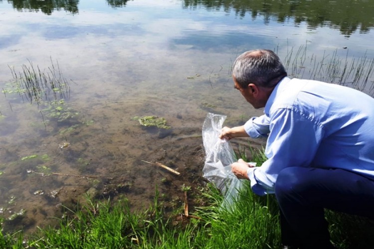 Samsun’un Göl ve Göletlerine 110 Bin Sazan Yavrusu Bırakıldı