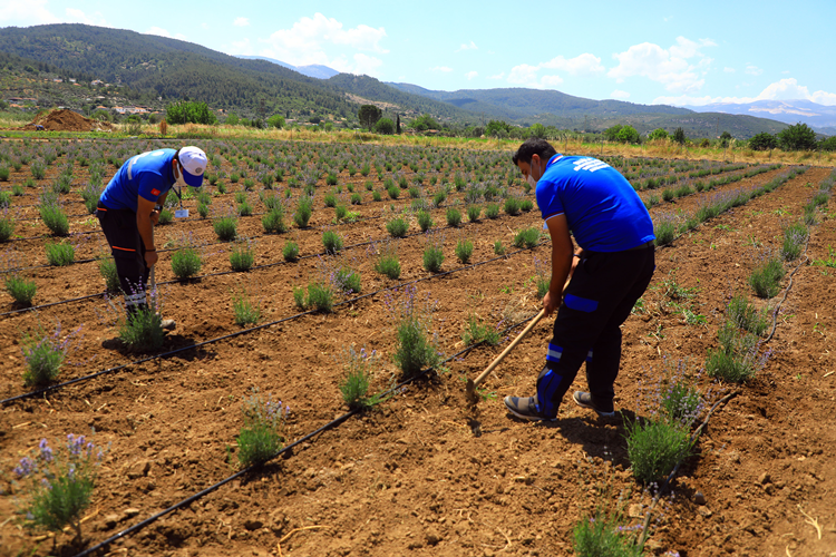 Büyükşehir Üreticiye 32 Bin 500 Adet Tıbbi ve Aromatik Bitki Fidanı Dağıttı