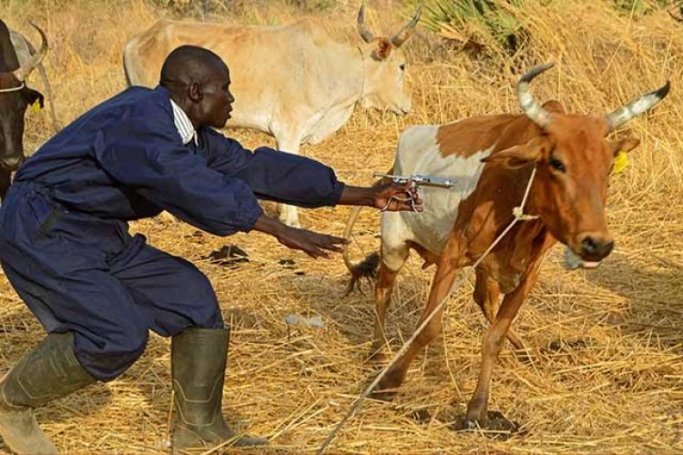 Sudan’dan Büyükbaş ve Küçükbaş Hayvan Alınacak