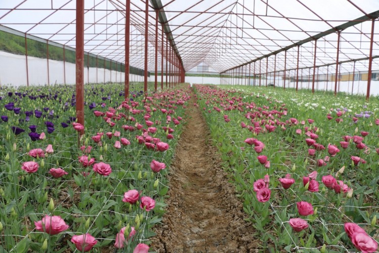 Büyükşehir'in üretime açtığı araziler rengarenk çiçekler açtı