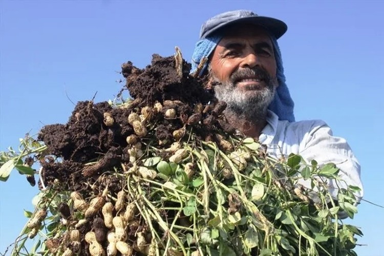 Yer fıstığı fiyatı çiftçiyi rahatlattı