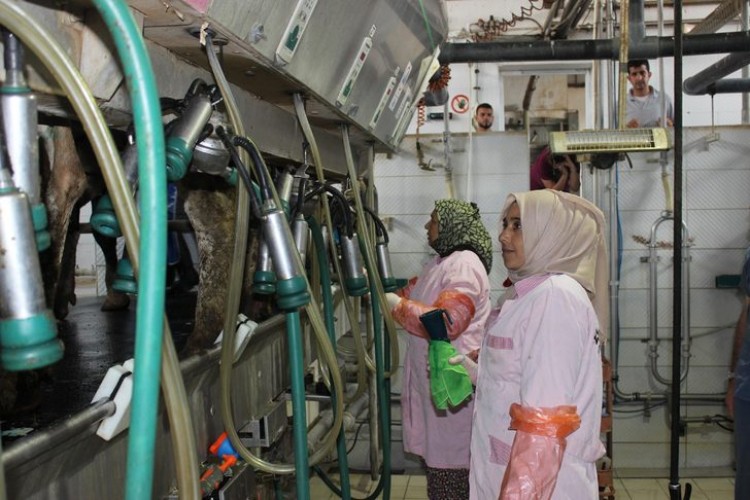 İşkur, Suriyelilere Süt Sığırı Yetiştiriciliğini Öğretiyor