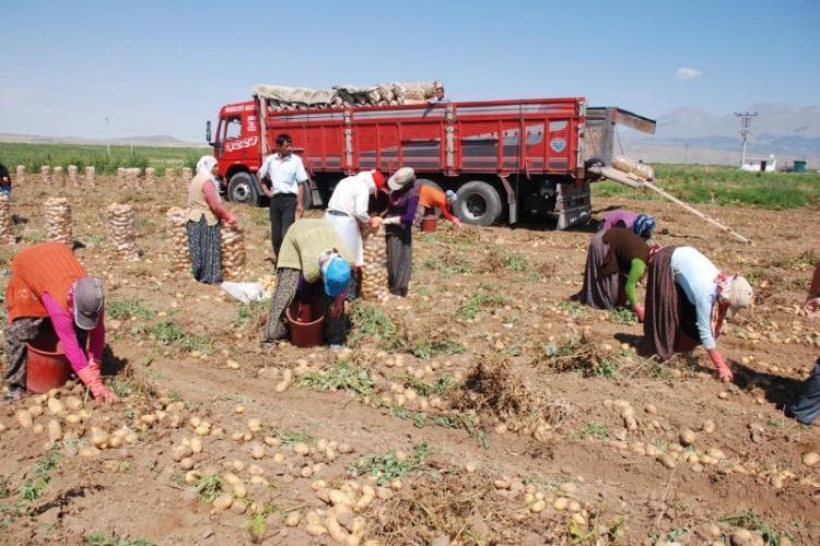 Zeybekci: Soğan Ve Patates İthalatına Müsaade Edeceğiz