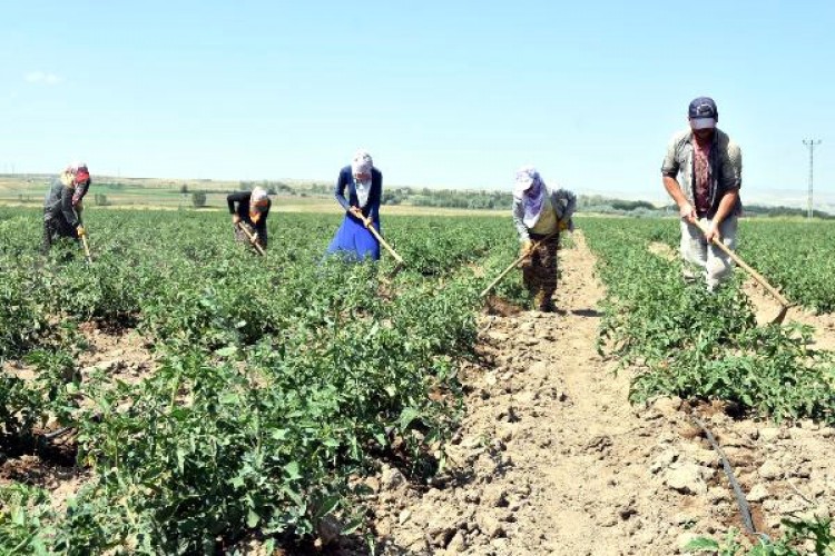 Ahlat'ta 170 Bin Ton Patates Üretiliyor