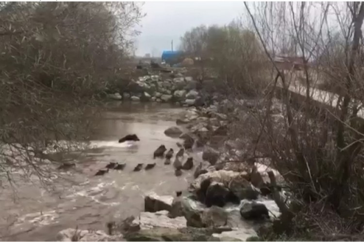 Nehire İndiklerinde Gördükleri Manzara Karşısında Şoke Oldular