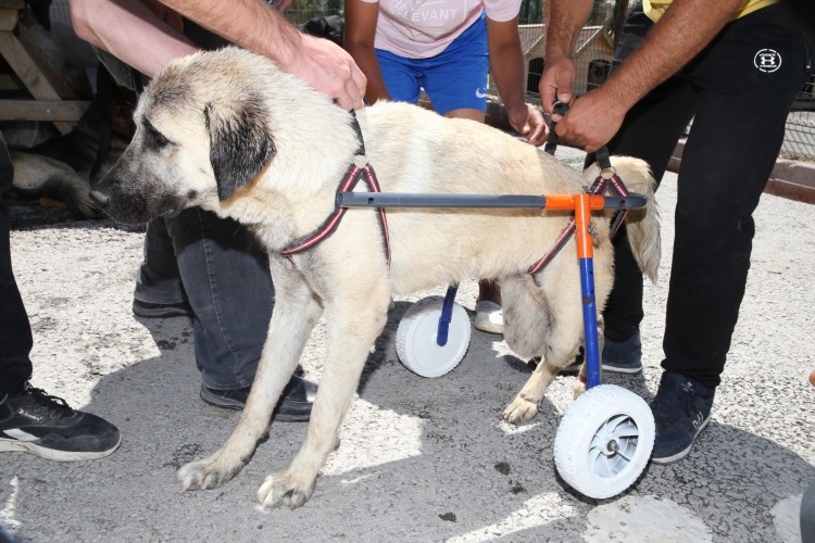 Gölbaşı Belediyesi’den engelli sokak hayvanlarına yaşam desteği
