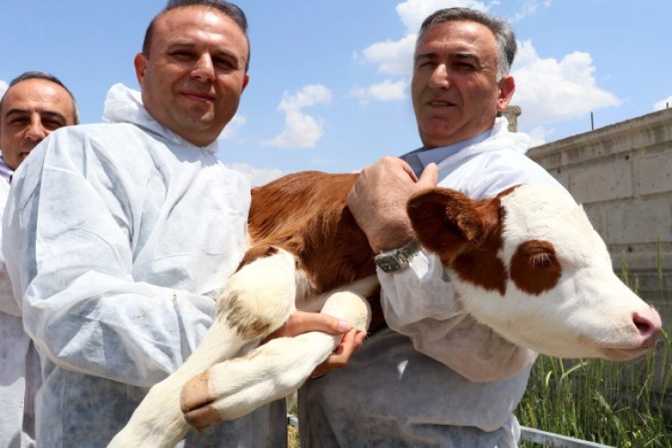 Aksaray'da Buzağı Ölümleri 2 Yılda Yüzde 50 Oranında Geriledi