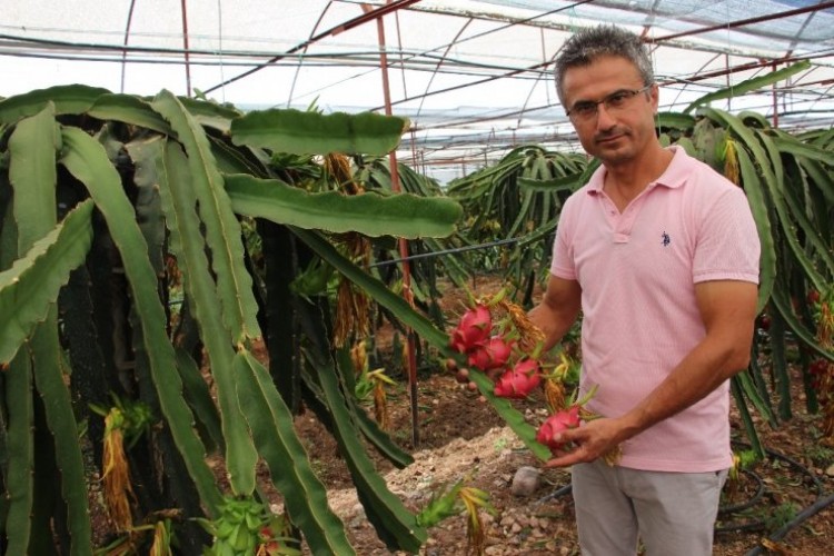 Denemek İçin Ekti Vazgeçemiyor! Tanesini 15 Liradan Satıyor