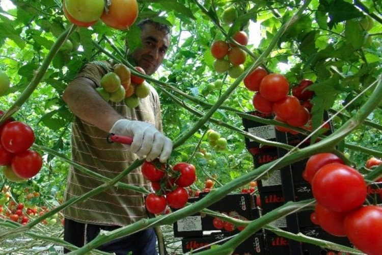 Yozgat’ta jeotermal serada yılın 12 ayı domates üretiyorlar