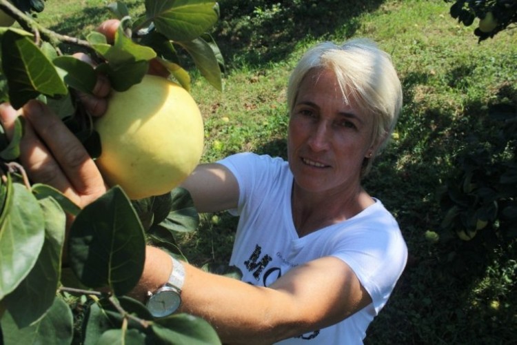 Ürettiği Ayvaları 10 Farklı Ülkeye İhraç Ediyor