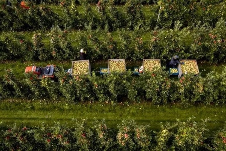 Hollanda 94,5 Milyar Euroluk Tarım İhracatı İle Dünya İkincisi Oldu