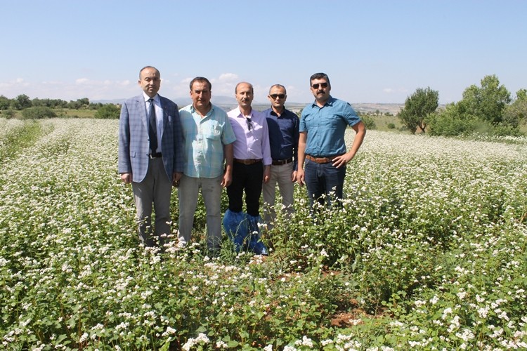 Karabuğday üstün besleyici özellikleri olan bir buğday türüdür