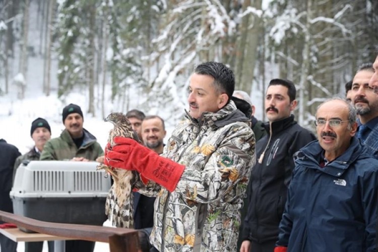 Bakan Pakdemirli, Abant'ta Vaşak İle 3 Şahini Doğaya Bıraktı