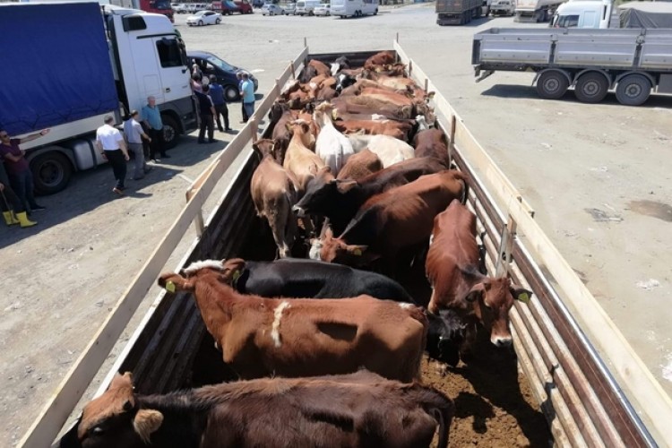 Trabzon’da proje kapsamında genç çiftçilere 575 adet sığır dağıtıldı