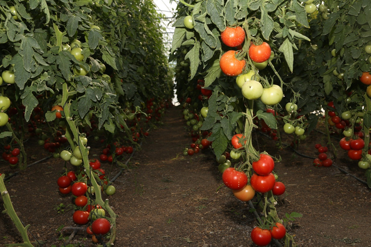 Başkan Güler'in projesi ilk meyvesini verdi ilk hasat başladı