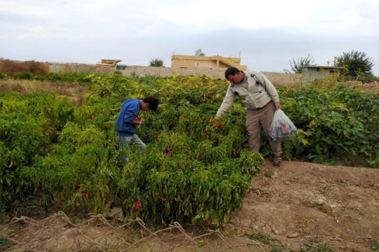 Tel Abyad'da Hasat Başladı