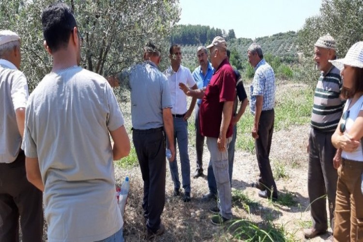 Kafaca’da Zeytin Sineği İle Kitlesel Mücadele Devam Ediyor