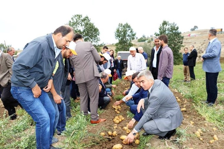 Havza’da Patates Hasadı Tarla Günü Yapıldı