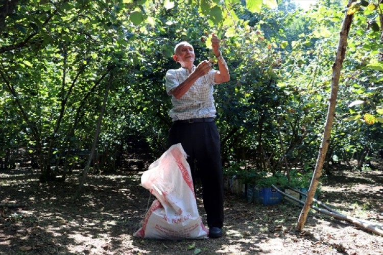 92 Yaşındaki Ali Dede "Yeşil Altın"ın Peşinde