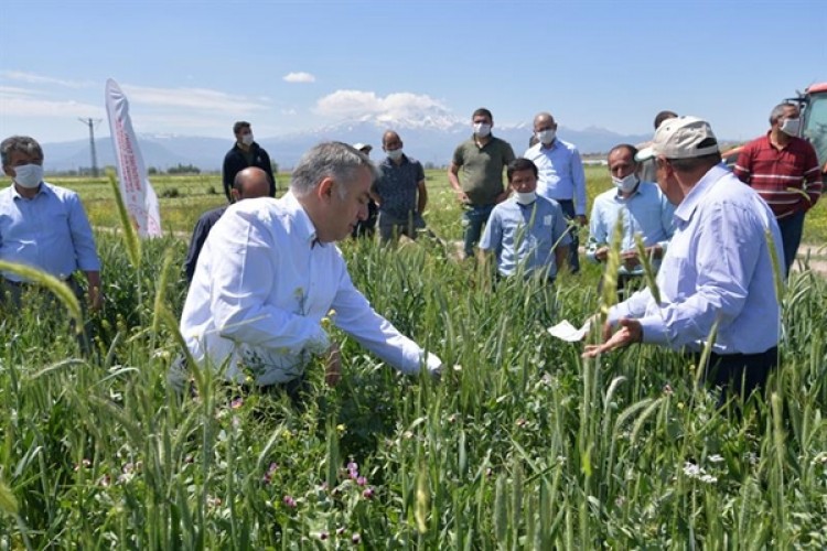 Kayseri'de Yem Bezelyesi Denemesinde Başarı