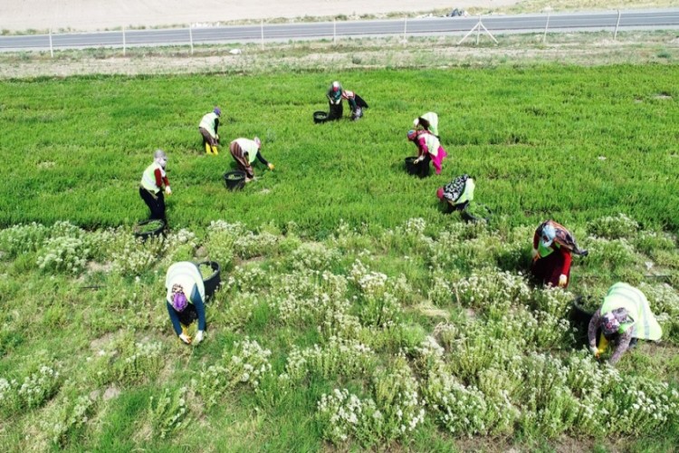 Tarımın Merkezi Kocasinan’dan Kayseri’ye Yeni Bir Kazanç Kapısı