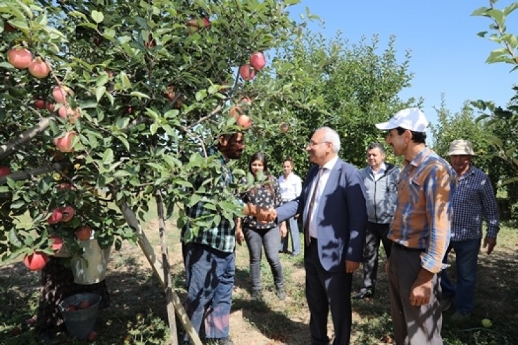 Kırıkkale'de Elma Hasadı Başladı