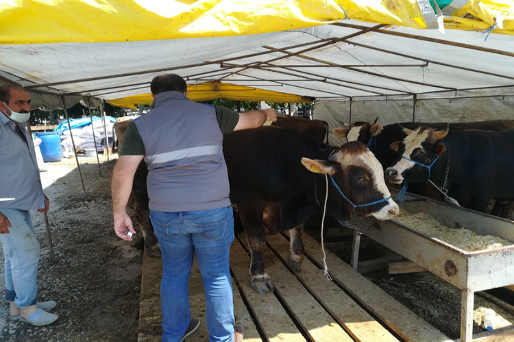 Kurban Satış Yerlerinde Gerekli Tedbirler Alınıyor