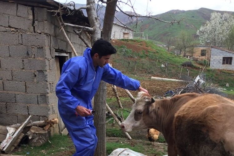 Bitlis'te Şap Aşılama Çalışmaları Hızla Devam Ediyor
