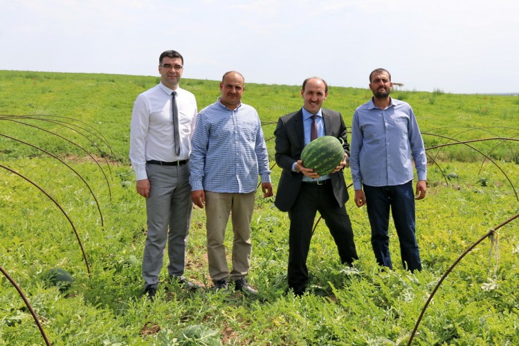 Senenin İlk Karpuz Hasadı Yapıldı