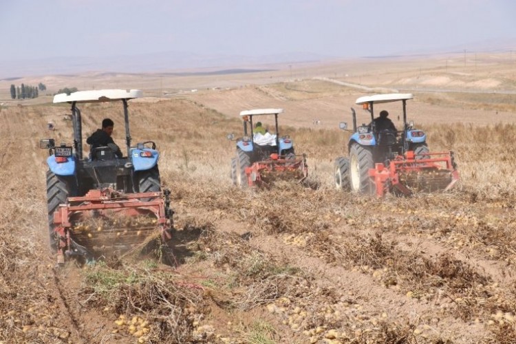 Yerli Tohumlar Patates Tohumu İthalatına Son Verecek