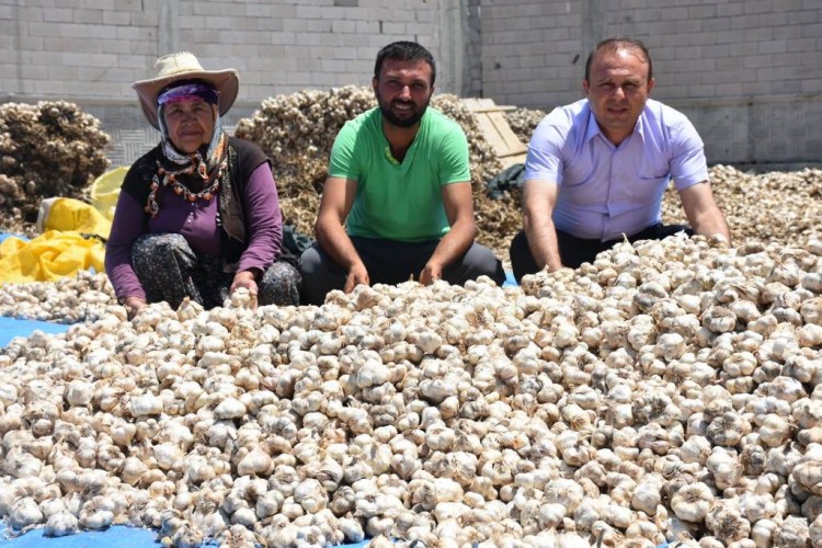 Aksaray'da Sarımsak Hasadı Başladı