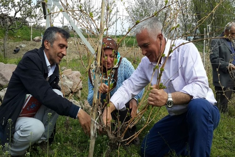 Tosya Kayaönü Köyünde Bağlarda Budama Eğitimi Verildi