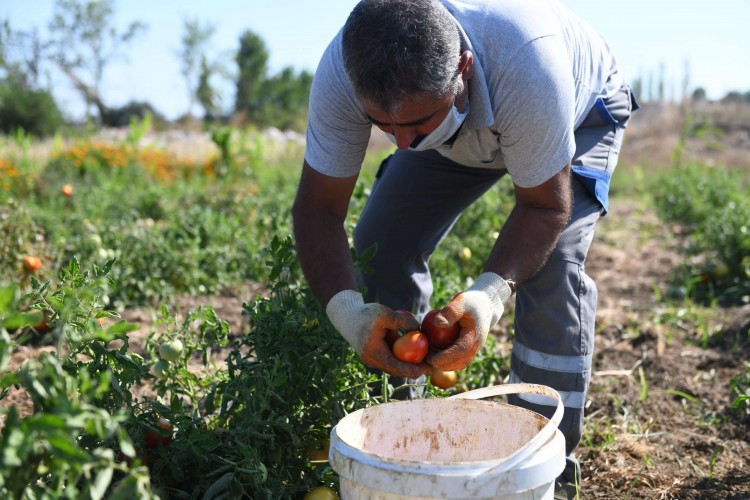 “Atalardan Toprağa, Topraktan Sofraya” projesinin ürünleri ihtiyaç sahilerine ulaşıyor