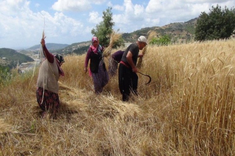 Akdeniz Bölgesinin İlk Buğday Hasadı Antalya’dan