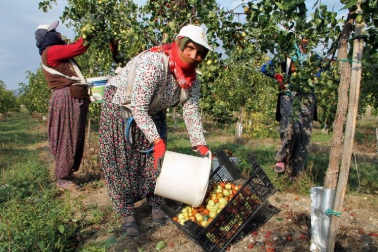 Ölümsüzlük Meyvesi Hünnabın Faydaları Saymakla Bitmiyor