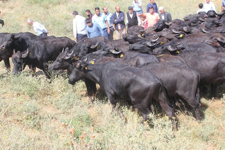 36 Yetiştiriciye 36 Adet Damızlık Manda Boğası Dağıtıldı