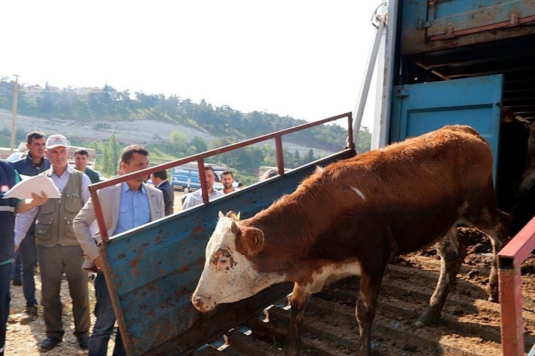 Genç Çiftçilere Büyükbaş Hayvan Dağıtımı Yapıldı