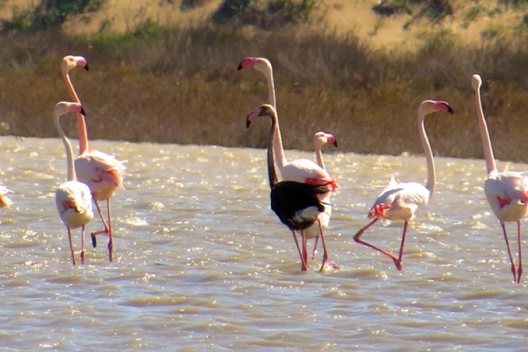 Siyah Flamingo Tekrar Türkiye’de