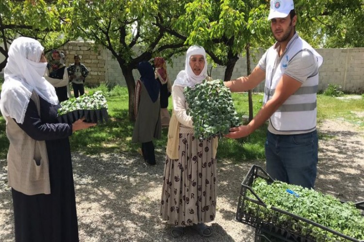 Edremit’te Çiftçilere 170 Bin Sebze Fidesi Dağıtıldı