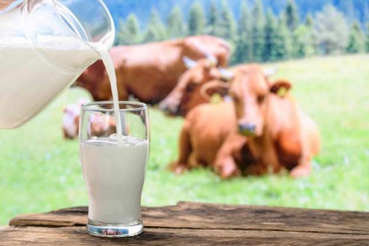 Toplanan İnek Sütü Miktarı Ağustosta Azaldı