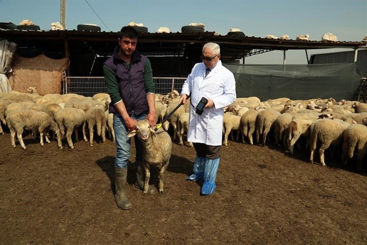 Bakanlık Cevapladı! Veteriner Hekim Ataması Yapılacak