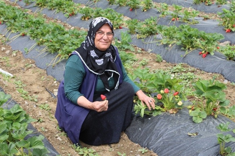 Kadın Çiftçilere Çilek Üretim Desteği