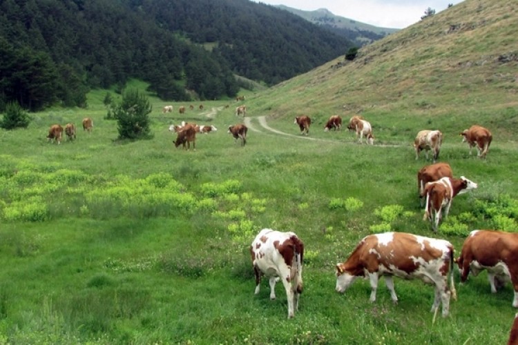 20 Bin Hektar Mera Alanının Vasfı Değişti