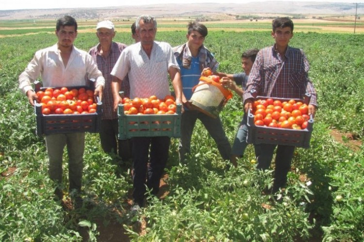 Araban'da yerli domates hasadı başladı